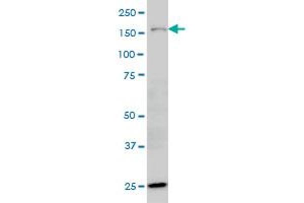 HYOU1 antibody  (AA 901-999)