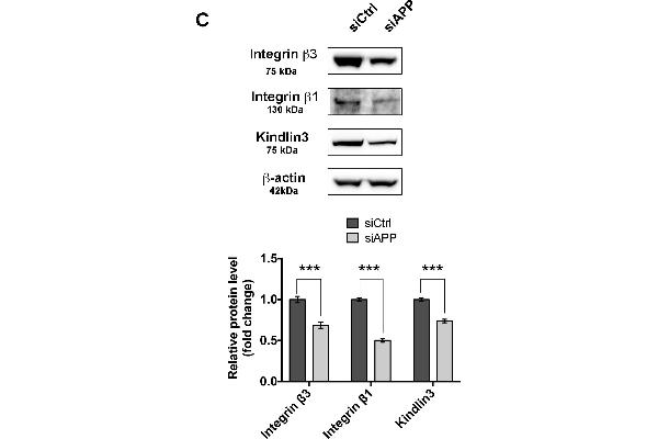 Integrin beta 3 antibody  (AA 27-120)