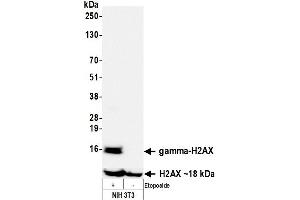 Western Blotting (WB) image for anti-gamma Histone Variant H2AX (GAMMA-H2AX) (Ser140) antibody (ABIN7455200) (Recombinant gamma H2AX antibody  (Ser140))
