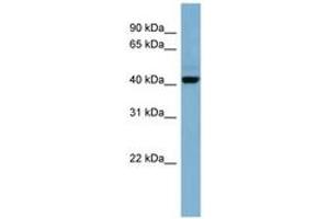 OSCP1 antibody  (N-Term)