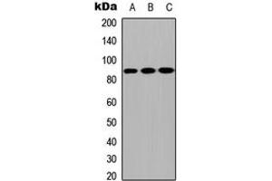 Western blot analysis of CPXM2 expression in MCF7 (A), NS-1 (B), H9C2 (C) whole cell lysates. (CPXM2 antibody  (Center))