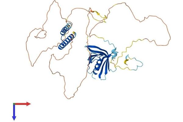 NUP50 Protein (AA 1-466) (His tag)
