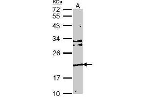 WB Image Sample (30 ug of whole cell lysate) A: NIH-3T3 12% SDS PAGE Transmembrane protein 147 antibody antibody diluted at 1:1000 (TMEM147 antibody)