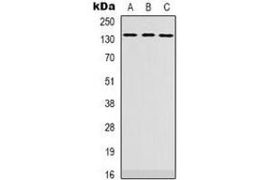 Western blot analysis of PLEKHG4 expression in SHSY5Y (A), HEK293T (B), K562 (C) whole cell lysates.