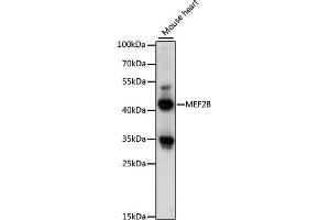 Western blot analysis of extracts of mouse heart, using MEF2B antibody (ABIN7268731) at 1:1000 dilution. (MEF2B antibody  (AA 1-100))