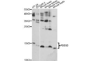 Western blot analysis of extracts of various cell lines, using PDE6D antibody (ABIN6293497) at 1:1000 dilution.