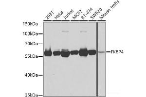 Western blot analysis of extracts of various cell lines using FKBP4 Polyclonal Antibody at dilution of 1:1000. (FKBP4 antibody)