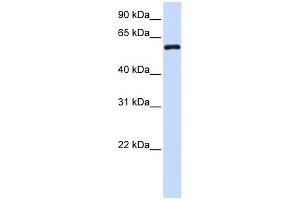 Metaxin 1 antibody used at 1 ug/ml to detect target protein. (Metaxin 1 antibody  (C-Term))