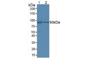 Western blot analysis of (1) Mouse Kidney Tissue and (2) Porcine Liver Tissue. (Villin 1 antibody  (AA 1-320))