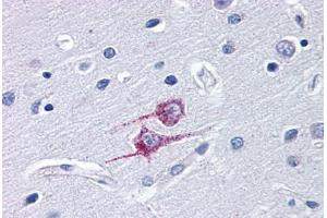 Human Brain, Cortex (formalin-fixed, paraffin-embedded) stained with TRIM25 antibody ABIN343907 at 10 ug/ml followed by biotinylated goat anti-rabbit IgG secondary antibody ABIN481713, alkaline phosphatase-streptavidin and chromogen. (TRIM25 antibody  (C-Term))