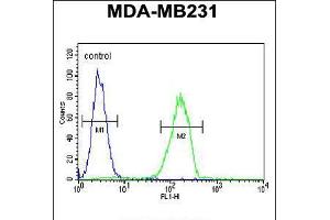Flow cytometric analysis of MDA-MB231 cells (right histogram) compared to a negative control cell (left histogram). (Cathepsin S antibody  (AA 210-240))