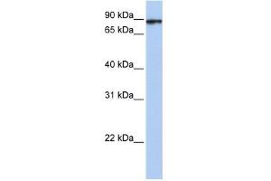 WB Suggested Anti-HSPA4L Antibody Titration: 0. (HSPA4L antibody  (C-Term))