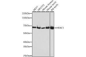 Western blot analysis of extracts of various cell lines, using HD antibody (ABIN7267707) at 1:1000 dilution. (HDAC1 antibody)