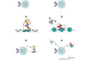Summary of the CUT&RUN protocol using a primary and secondary antibody (left). (CUT&RUN Core Complete Set)