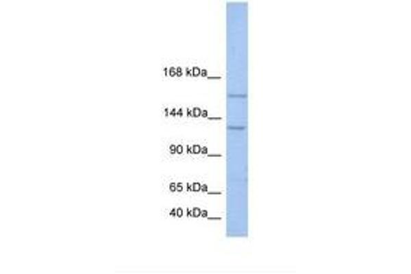 BRPF3 antibody  (AA 74-123)