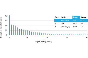 Protein Array (PAr) image for anti-H3 Histone, Family 3A (H3F3A) antibody (ABIN7456006) (Histone H3.3 antibody)