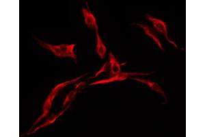 ABIN6272349 staining HuvEc by IF/ICC. (Mrgprf antibody  (C-Term))