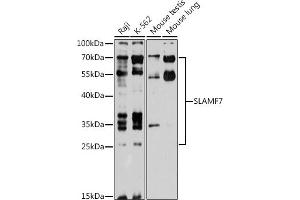Western blot analysis of extracts of various cell lines, using SL antibody (ABIN6131101, ABIN6147829, ABIN6147831 and ABIN6218407) at 1:1000 dilution. (SLAMF7 antibody  (AA 23-226))