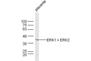 Mouse placenta lysates probed with ERK1 + ERK2 Polyclonal Antibody, unconjugated  at 1:300 overnight at 4°C followed by a conjugated secondary antibody at 1:10000 for 60 minutes at 37°C. (ERK1/2 antibody  (AA 301-358))