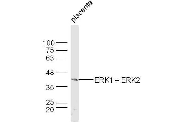 ERK1/2 anticorps  (AA 301-358)