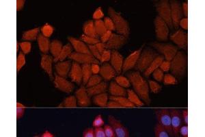 Immunofluorescence analysis of HeLa cells using DNAJB1 Polyclonal Antibody at dilution of 1:100. (DNAJB1 antibody)