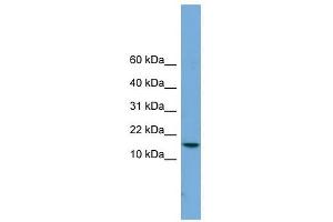 PAGE4 antibody used at 1 ug/ml to detect target protein.