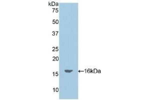 Oncomodulin antibody  (AA 1-109)