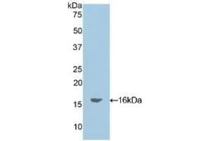 Detection of Recombinant OCM, Mouse using Polyclonal Antibody to Oncomodulin (OCM)