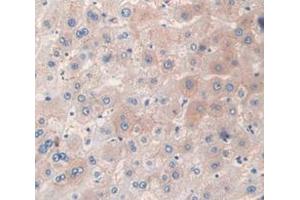 Figure. (SFRP5 antibody  (AA 181-303))
