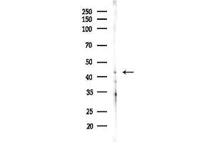 anti-Progestin and AdipoQ Receptor Family Member VII (PAQR7) (C-Term) antibody