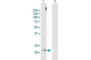 Western Blot analysis of TMEM52 expression in transfected 293T cell line by TMEM52 MaxPab polyclonal antibody.