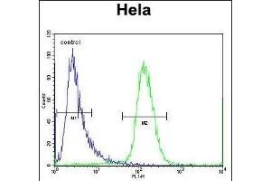 SCHIP1 Antibody (Center) (ABIN656782 and ABIN2846000) flow cytometric analysis of Hela cells (right histogram) compared to a negative control cell (left histogram). (SCHIP1 antibody  (AA 90-118))