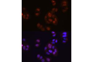 Immunofluorescence (IF) image for anti-Fibroblast Growth Factor 2 (Basic) (FGF2) antibody (ABIN7267184)