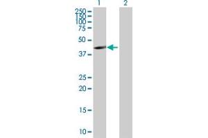Western Blot analysis of FAM175B expression in transfected 293T cell line by FAM175B MaxPab polyclonal antibody. (FAM175B antibody  (AA 1-311))