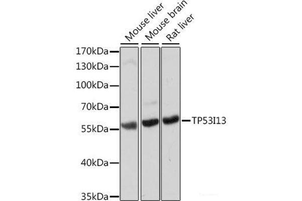 TP53I13 antibody