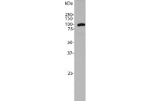 Blot of rat liver tissue homogenates blotted with ABIN1842234. (Aldehyde Dehydrogenase H1L1 antibody)