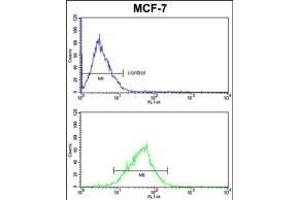 MDFIC Antibody (N-term) (ABIN652654 and ABIN2842440) FC analysis of MCF-7 cells (bottom histogram) compared to a negative control cell (top histogram). (MDFIC antibody  (N-Term))