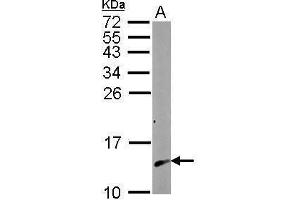 Calmodulin 2 antibody