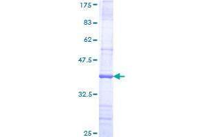 Image no. 1 for F-Box and WD Repeat Domain Containing 8 (FBXW8) (AA 499-598) protein (GST tag) (ABIN1353882) (FBXW8 Protein (AA 499-598) (GST tag))