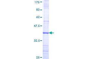 FBXW8 Protein (AA 499-598) (GST tag)
