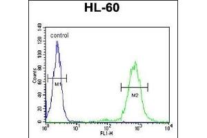 CD69 Antibody (Center) (ABIN651605 and ABIN2840320) flow cytometric analysis of HL-60 cells (right histogram) compared to a negative control cell (left histogram). (CD69 antibody  (AA 119-148))