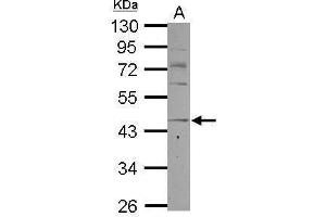 WB Image Sample (30 ug of whole cell lysate) A: K562 10% SDS PAGE antibody diluted at 1:1000 (CCR8 antibody  (C-Term))