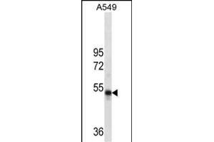 RUVBL1 Antibody (ABIN1539890 and ABIN2837838) western blot analysis in A549 cell line lysates (35 μg/lane). (RUVBL1 antibody)