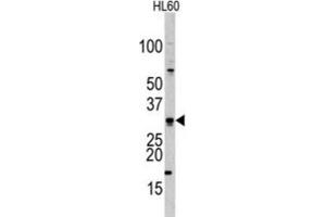 Western Blotting (WB) image for anti-Cell Division Cycle Associated 8 (CDCA8) antibody (ABIN2998016)