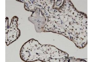 Image no. 1 for anti-C-Myc Binding Protein (MYCBP) (AA 1-104) antibody (ABIN599548) (MYCBP antibody  (AA 1-104))