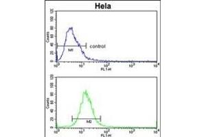 ADH6 Antibody (Center) (ABIN653151 and ABIN2842721) flow cytometric analysis of Hela cells (bottom histogram) compared to a negative control cell (top histogram). (ADH6 antibody  (AA 209-240))