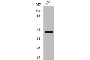 Western Blot analysis of HeLa cells using GPR38 Polyclonal Antibody (Motilin Receptor antibody  (C-Term))