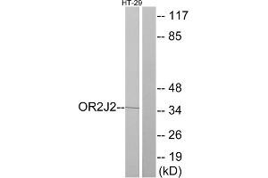 Western blot analysis of extracts from HT-29 cells, using OR2J2 antibody.