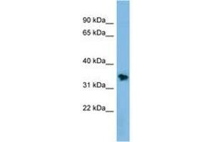 Image no. 1 for anti-Non-SMC Element 1 Homolog (NSMCE1) (AA 143-192) antibody (ABIN6744745)