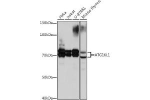 Western blot analysis of extracts of various cell lines, using L1 Rabbit mAb (ABIN1682871, ABIN3017919, ABIN3017920 and ABIN7101538) at 1:1000 dilution.